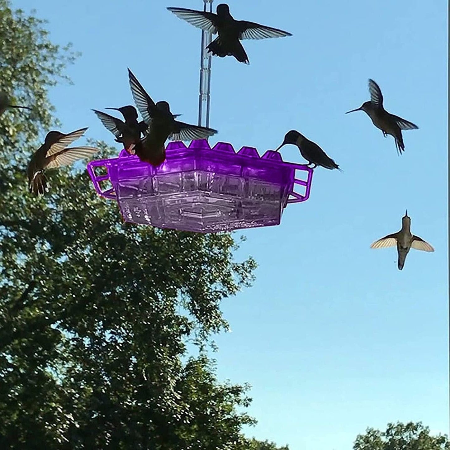 30-Port Ant-Moat Hummingbird Feeder - Purple