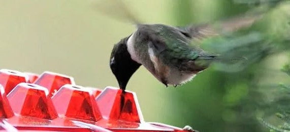 30-Port Ant-Moat Hummingbird Feeder - Red